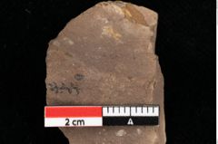 Foto (Detailansicht) von Pinus praepumilio Ettingshausen (NHMW-GEO-2024-0188-0261)